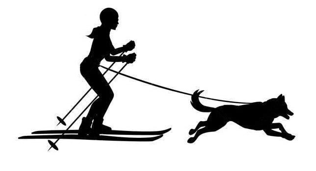 Sport de traction : Skijoring